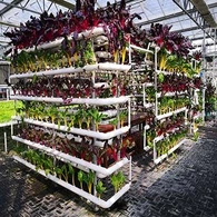 Hydroponiczna szklana szklarnia